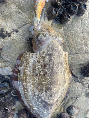 モンゴウイカの釣果