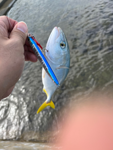 ツバイソの釣果