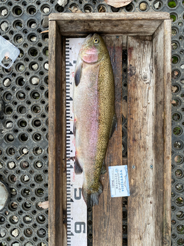 ニジマスの釣果