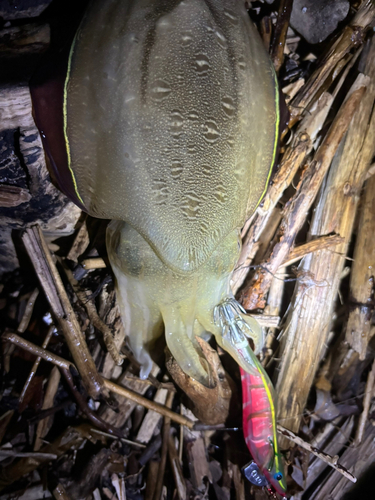 コウイカの釣果