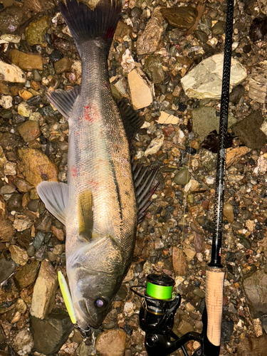 シーバスの釣果