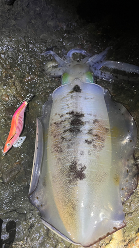 アオリイカの釣果