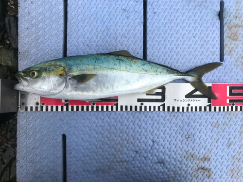 ヤズの釣果