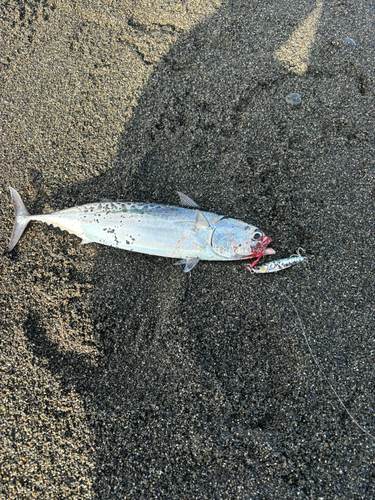 ソウダガツオの釣果