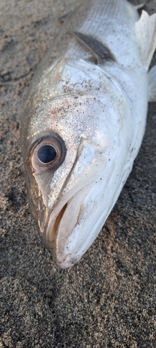 スズキの釣果