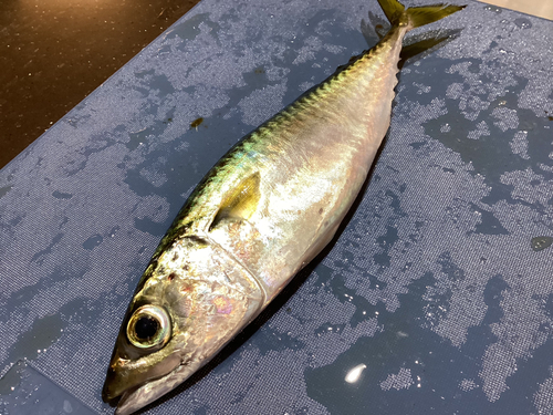 マサバの釣果