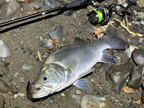 ヒラスズキの釣果