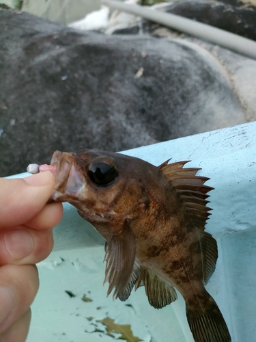 メバルの釣果