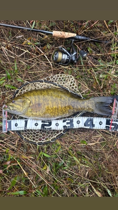 スモールマウスバスの釣果