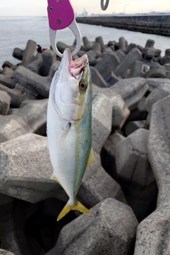 ハマチの釣果