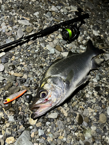 ヒラスズキの釣果