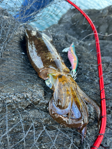 アオリイカの釣果