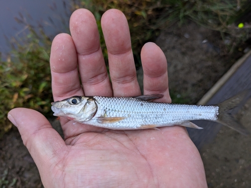 ニゴイの釣果