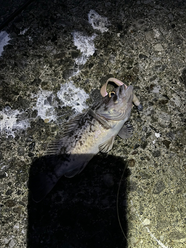 クロソイの釣果