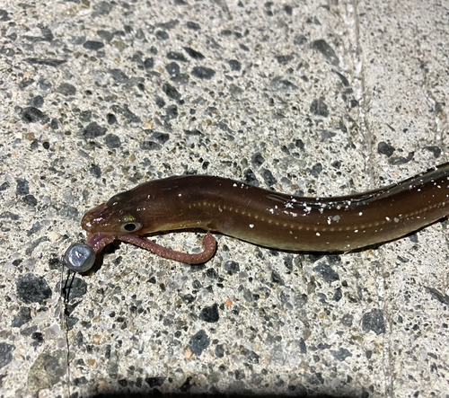 アナゴの釣果