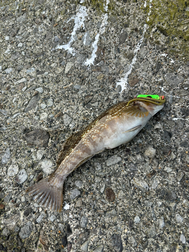 アイナメの釣果