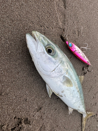 ワカシの釣果