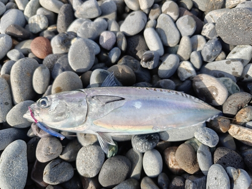 ヒラソウダの釣果