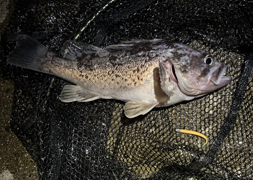 クロソイの釣果