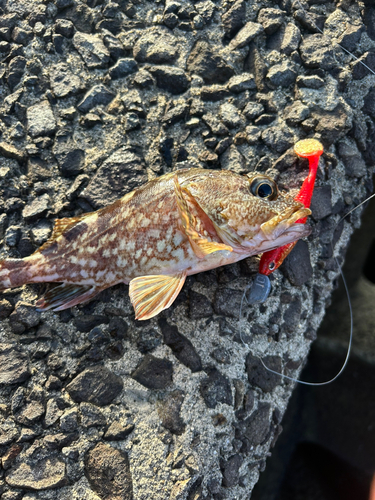 カサゴの釣果