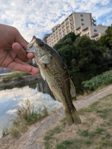 釣果