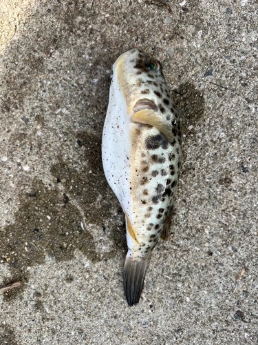 タケノコメバルの釣果