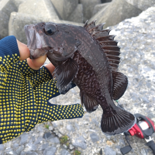 マゾイの釣果