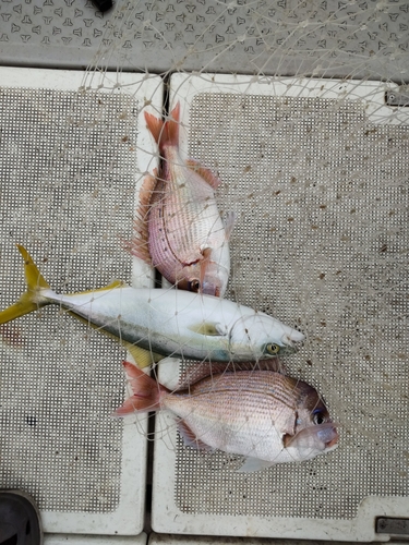 タイの釣果