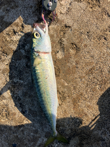 サバの釣果