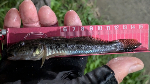 マハゼの釣果