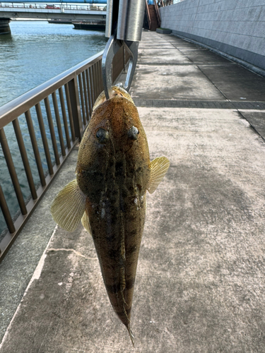 コチの釣果