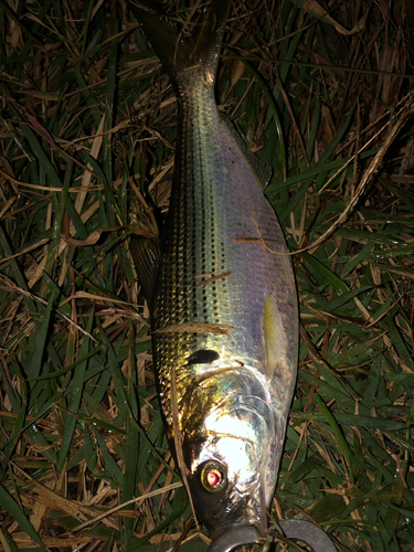 コノシロの釣果