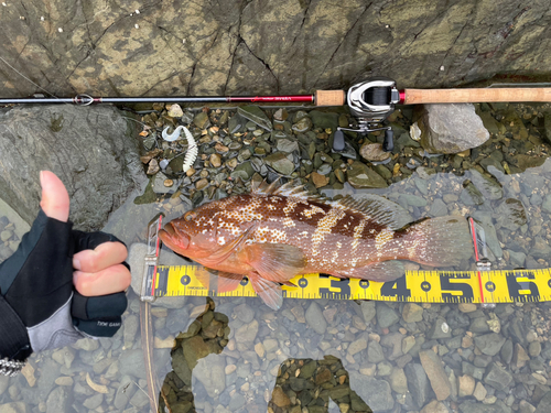 アコウの釣果