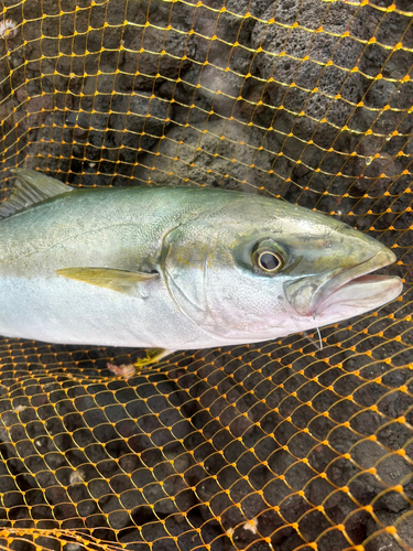 ヒラマサの釣果