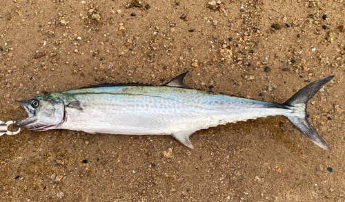 サゴシの釣果