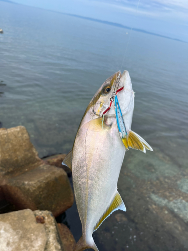 ショゴの釣果