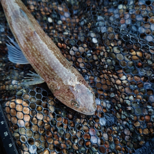 エソの釣果