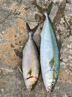 ハマチの釣果