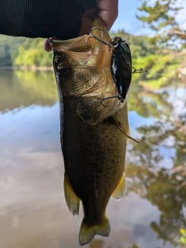 ラージマウスバスの釣果