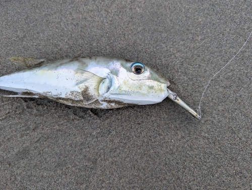 シロサバフグの釣果