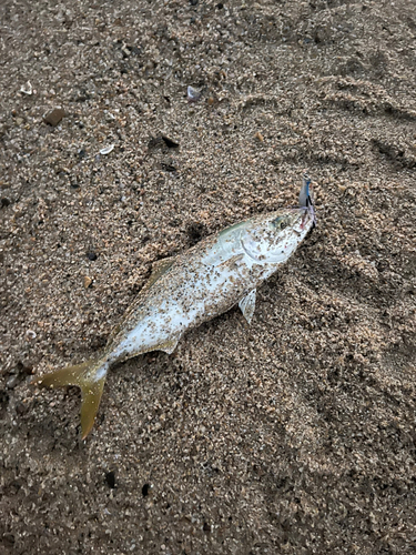 ツバスの釣果