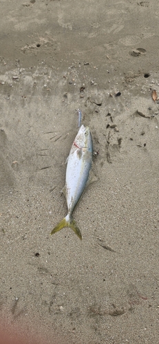 ブリの釣果