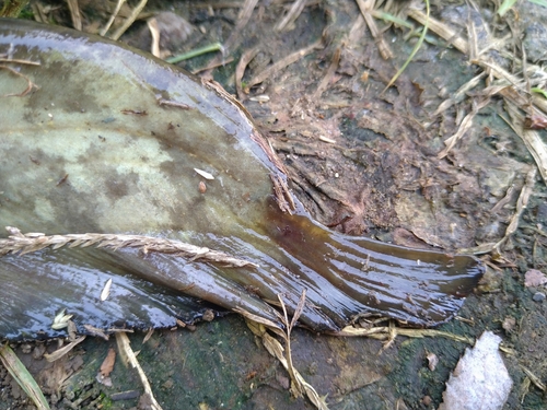 ナマズの釣果