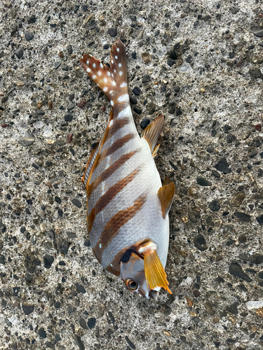 タカノハダイの釣果