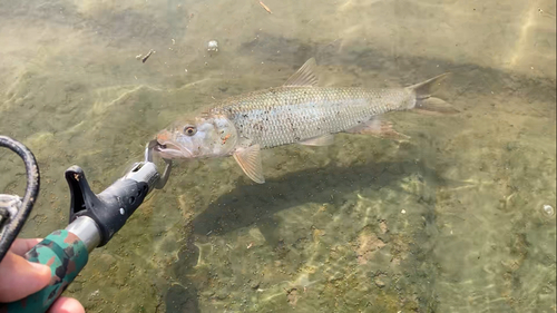 ハスの釣果