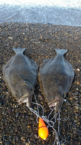 ヒラメの釣果