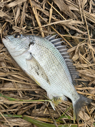 キビレの釣果