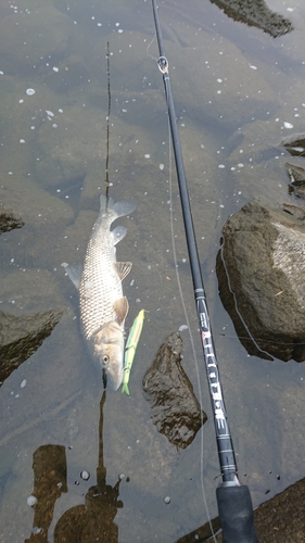 ニゴイの釣果