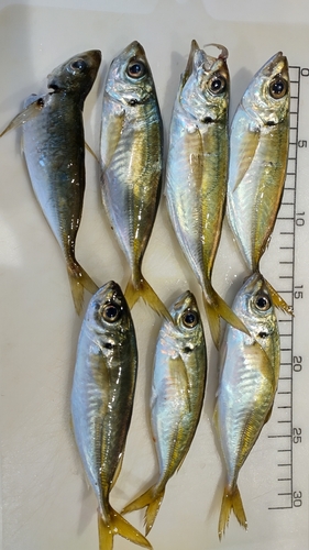 アジの釣果