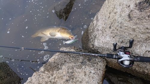 コイの釣果